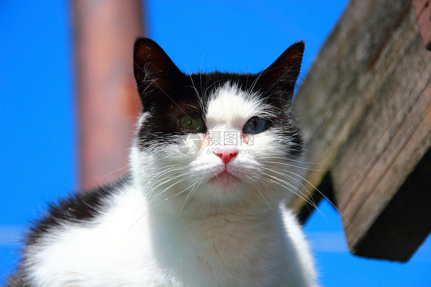 双眼不同的猫鼻子毛皮宠物白色哺乳动物绿色眼睛黑色水平好奇心图片