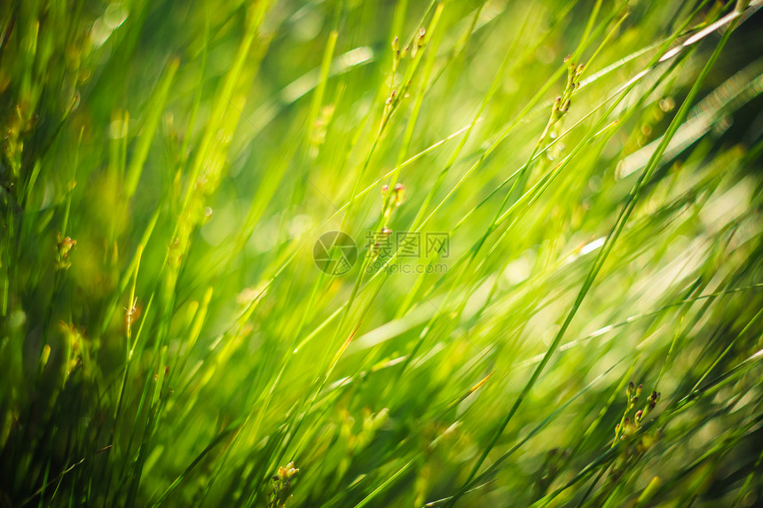 春青绿草场地季节乡村环境阳光黄色牧场草地植物生态图片