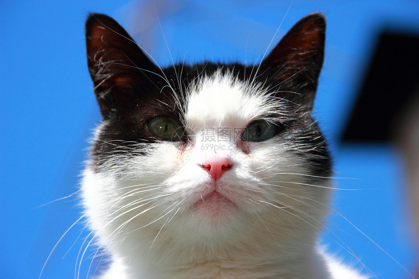 双眼不同的猫水平哺乳动物个性好奇心眼睛绿色黑色小猫宠物鼻子图片