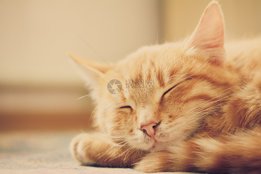 小红猫睡在床上说谎宠物小猫孩子小憩晴天乐趣爪子猫咪橙子图片