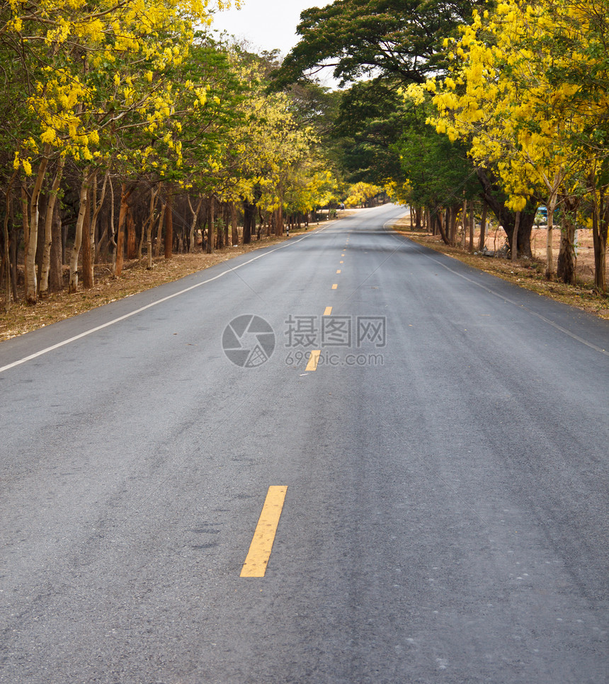 农村地区的道路金子植物生长场景叶子木材薄雾季节天空森林图片