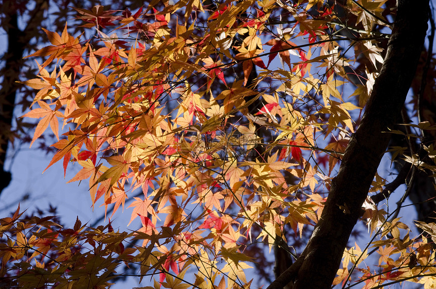 五颜六色的秋天树叶背景掌心植物木头荒野植物群栖息地休息背光叶子太阳图片