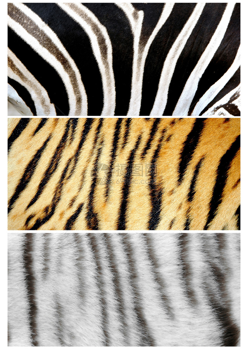 3 色动物皮肤野生动物装饰动物园皮革老虎橙子棕色白色宏观打印图片