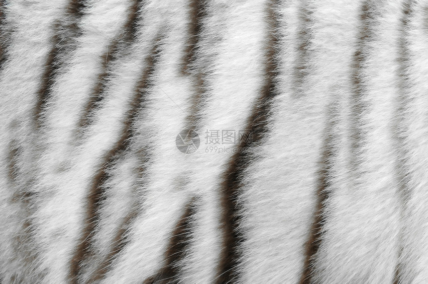 白老虎皮肤黑色墙纸虎皮动物荒野毛皮风格条纹豹属兽毛图片