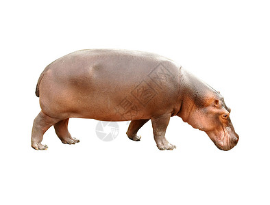与世隔绝的河马身体哺乳动物动物园动物脊椎动物生物棕色白色野生动物危险背景图片