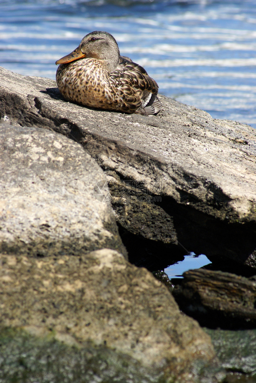 女性马华达鸭水禽阳光野生动物鸭子岩石休息鸟类棕色日光浴母鸡图片
