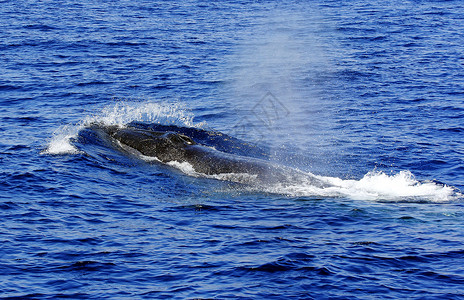 蓝色鲸鱼鲸鱼表面露骨白羊膜黑色母亲尾巴荒野蓝色白色座头鲸盘子迁移野生动物背景