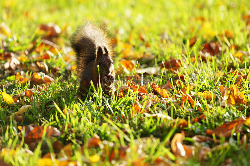 秋天森林中的松松鼠头发木头生物野生动物眼睛公园坚果栗鼠冒充毛皮图片