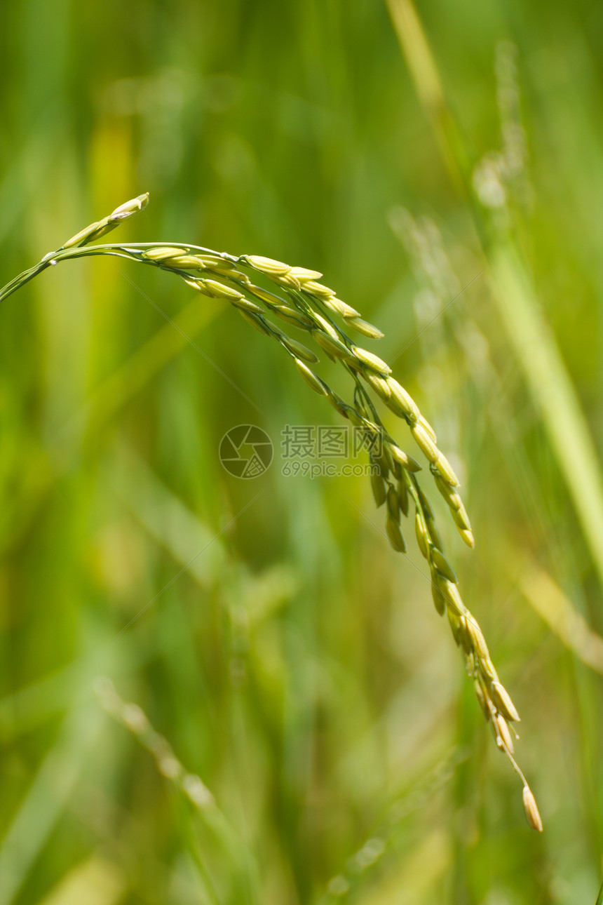 谷麦农场场地面包粮食食物谷物植物农业培育核心图片
