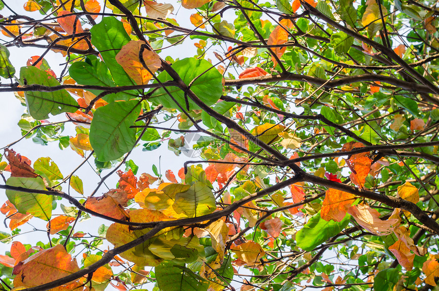 色彩多彩的叶子射线绿色植物季节生活树叶花园生长横梁阳光图片