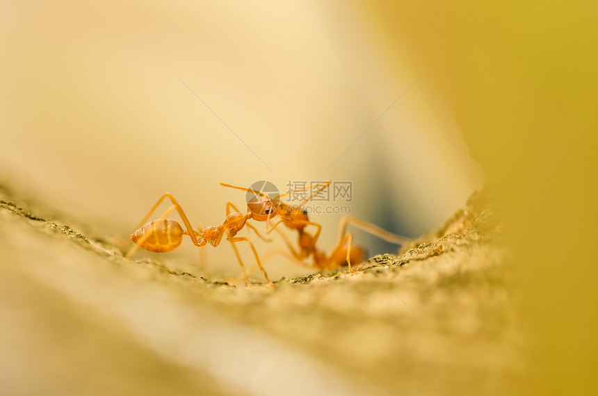 绿色性质的红蚂蚁红色昆虫探索旅行宏观工作集体腰部漏洞图片