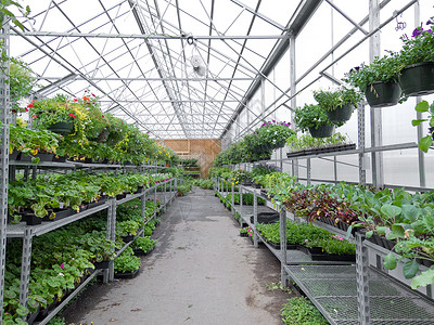 花朵在园艺中心的软顶温室里生长建筑寝具零售绿色植物塑料销售商业绿化植物挫败背景图片