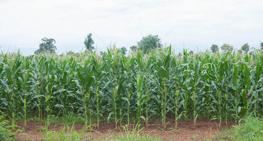 流行玉米种植季节土地环境农田农场地平线植物阳光天气天空图片