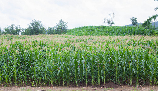 流行玉米种植农田场景土地蓝色叶子阳光太阳食物晴天麦田背景图片