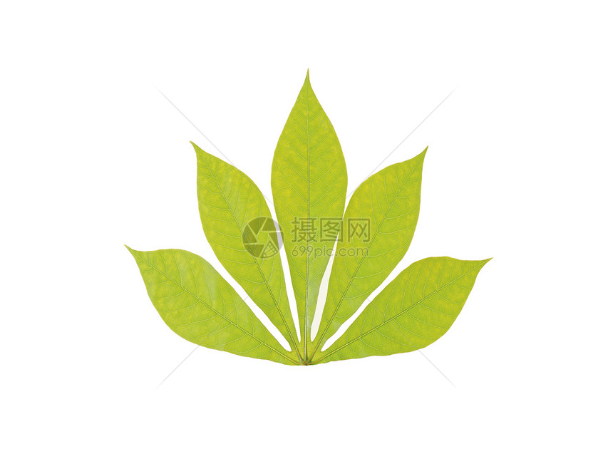 绿花栗叶白色光合作用生长静脉叶绿素环境绿色叶子板栗植物图片