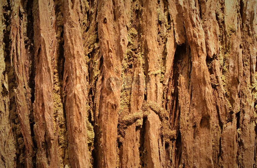 条边框纹理皮层宏观材料风化木头森林日志条纹棕色树干图片