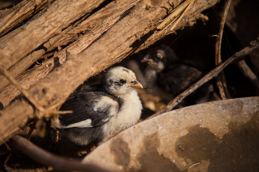 鸡眼睛家庭荆棘母亲小鸟木头配种鸟类羽毛黑鸟图片