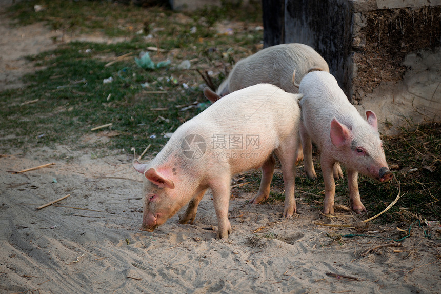 猪食物小猪农场哺乳动物乡村动物谷仓团体家庭村庄图片
