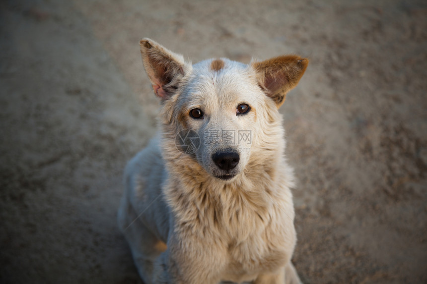 狗宠物哺乳动物动物牧羊人白色犬类图片