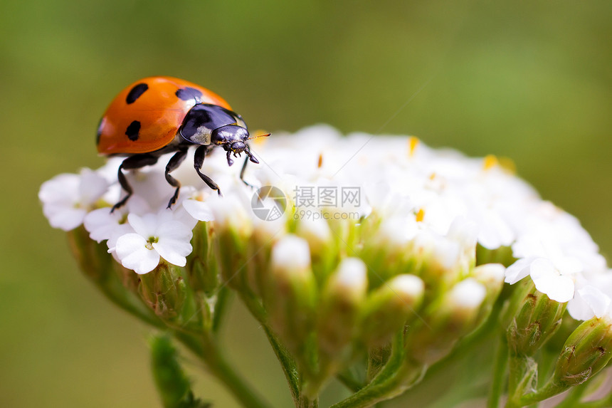 女鼠虫花园昆虫植物宏观刀刃叶子花瓣草地眼睛甲虫图片