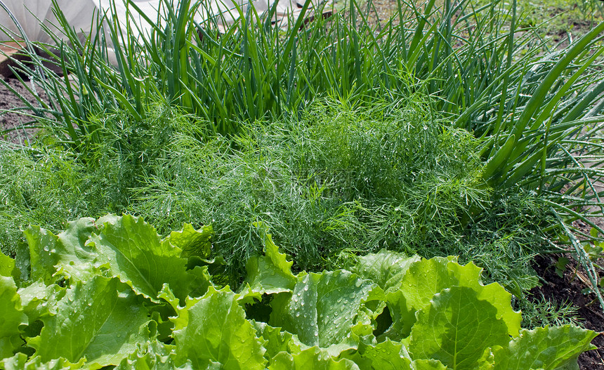 沙拉 芬内 洋葱茴香青菜卡车栽培果菜园花园食物成长养殖绿色图片