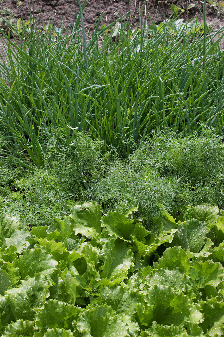 沙拉 芬内 洋葱茴香卡车青菜养殖食物栽培果菜园绿色叶子花园图片