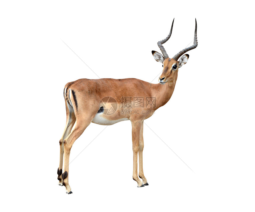 与世隔绝的男性伊卜拉环境头发羚羊牛角荒野野生动物棕色毛皮哺乳动物动物图片