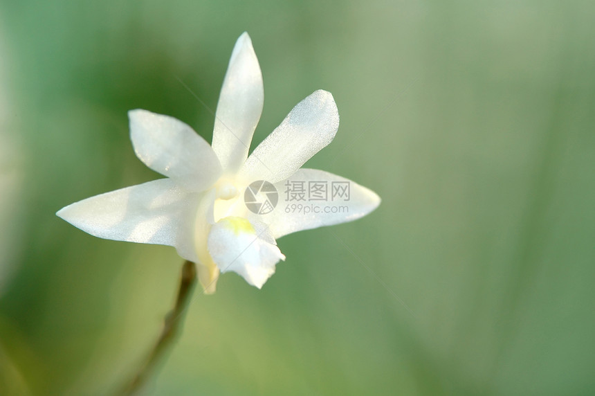 Pothos 扫描器白色兰花美丽花瓣荒野花萼绿萝绿色植物学植物图片