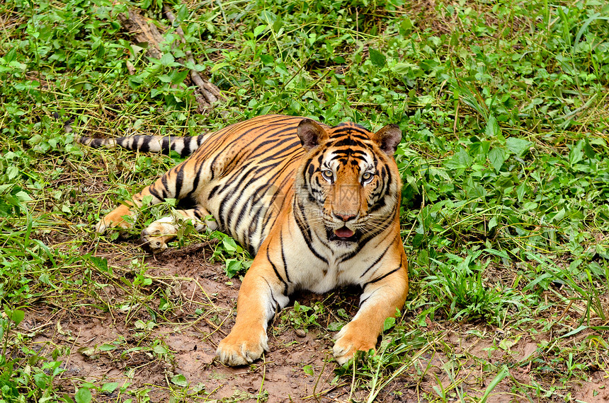 Bengal 老虎猫科鼻子荒野动物濒危野生动物捕食者猎人说谎动物群图片
