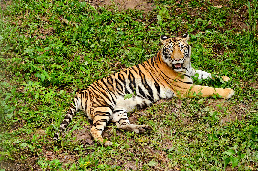 Bengal 老虎哺乳动物食肉野生动物鼻子条纹猫科濒危危险动物猎人图片