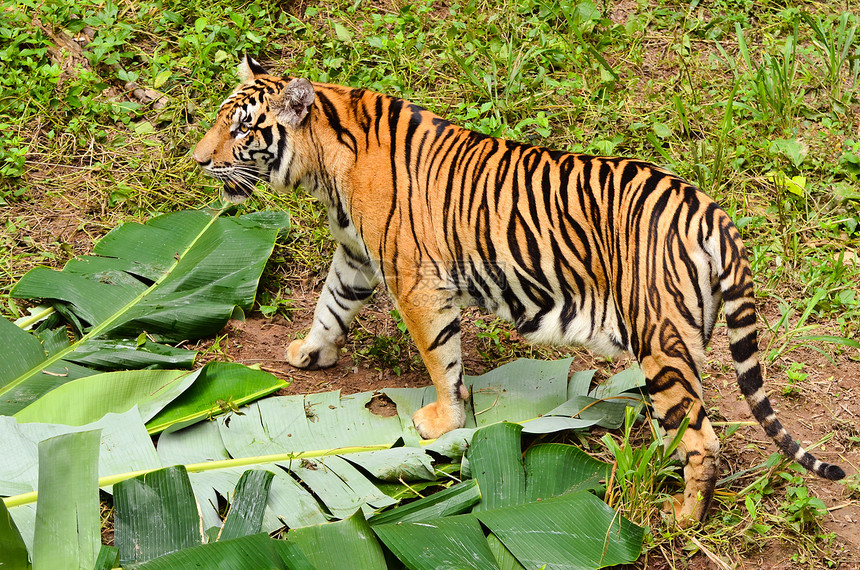 Bengal 老虎条纹荒野愤怒衬套猎人森林野猫捕食者丛林眼睛图片