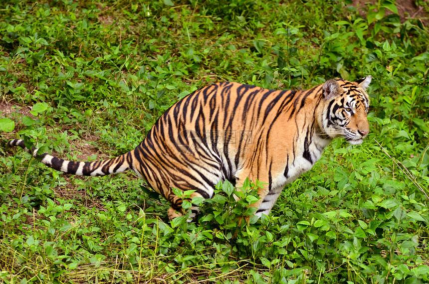 Bengal 老虎猫科打猎危险豹属食肉猎人捕食者丛林荒野动物图片