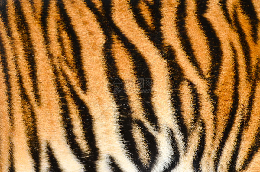 老虎皮肤丛林头发打印棕色毛皮皮革野生动物豹属条纹装饰图片