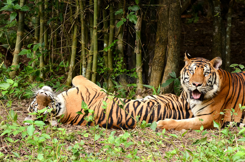 Bengal 老虎丛林哺乳动物危险毛皮猎人濒危野生动物条纹荒野食肉图片