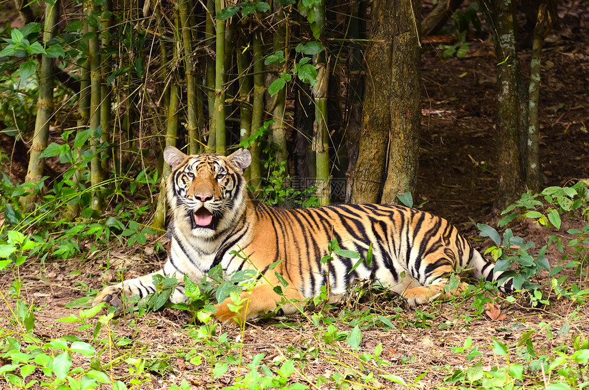 Bengal 老虎丛林鼻子说谎动物濒危荒野食肉豹属哺乳动物橙子图片