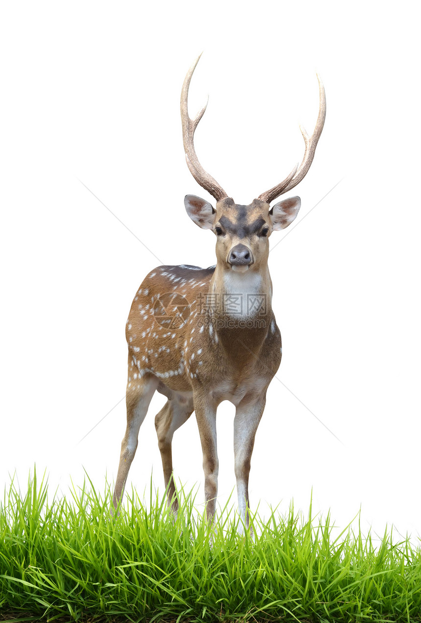 雄性轴鹿野生动物斑点荒野动物群鹿角囚禁反刍动物眼睛皮肤毛皮图片