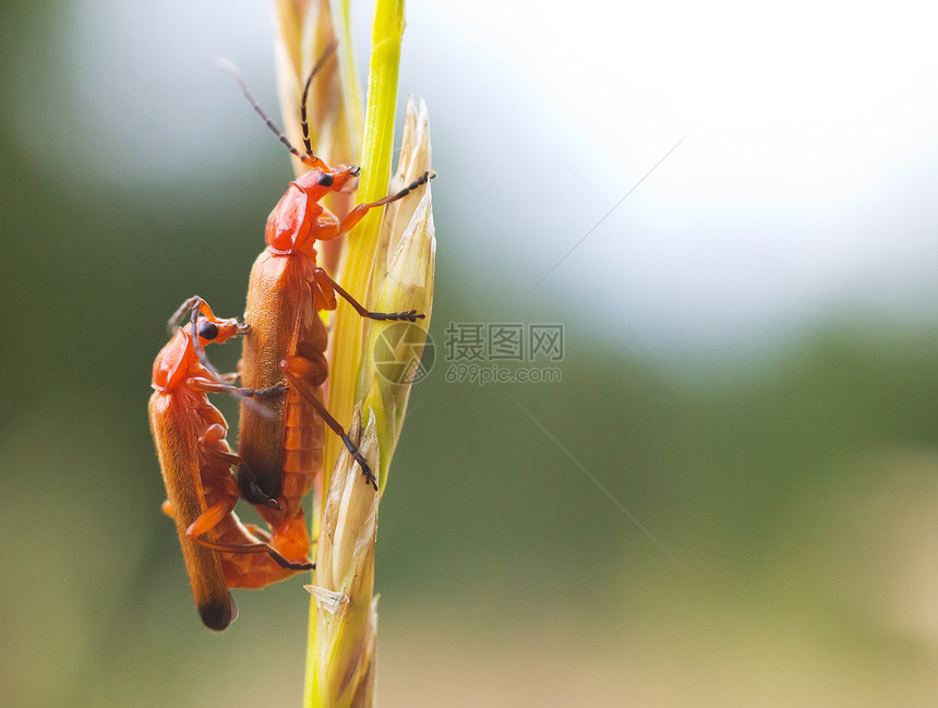 甲壳虫天线橙子萤火虫文化眼睛害虫农场叶子蓝色生物图片