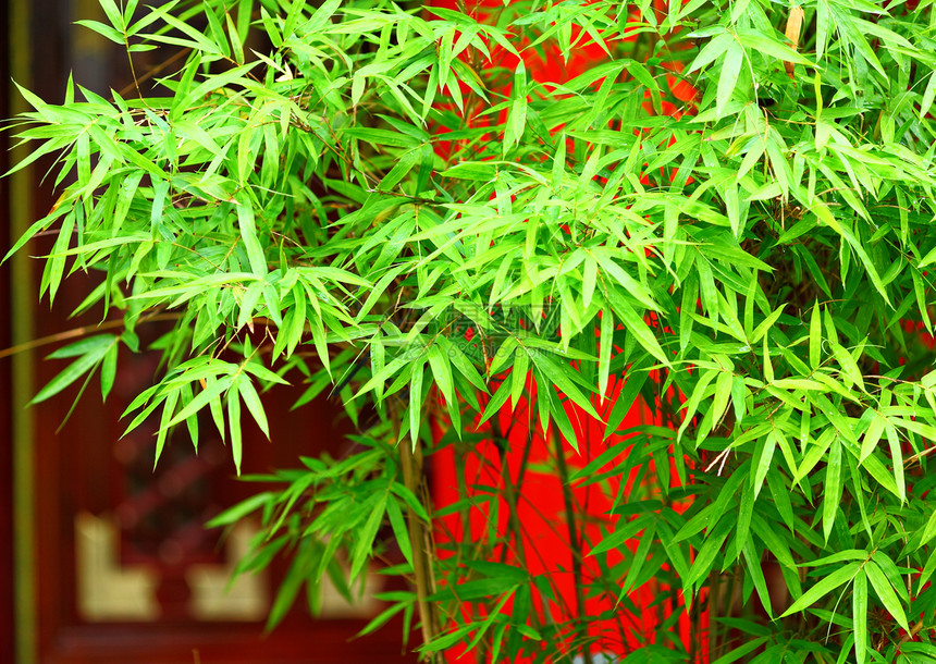 竹子文化植物叶子森林丛林运气生活热带花园木头图片