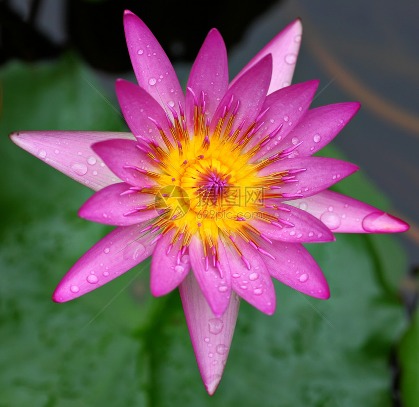 莲花花荷花味道花园水池花瓣环境叶子墙纸传统池塘图片