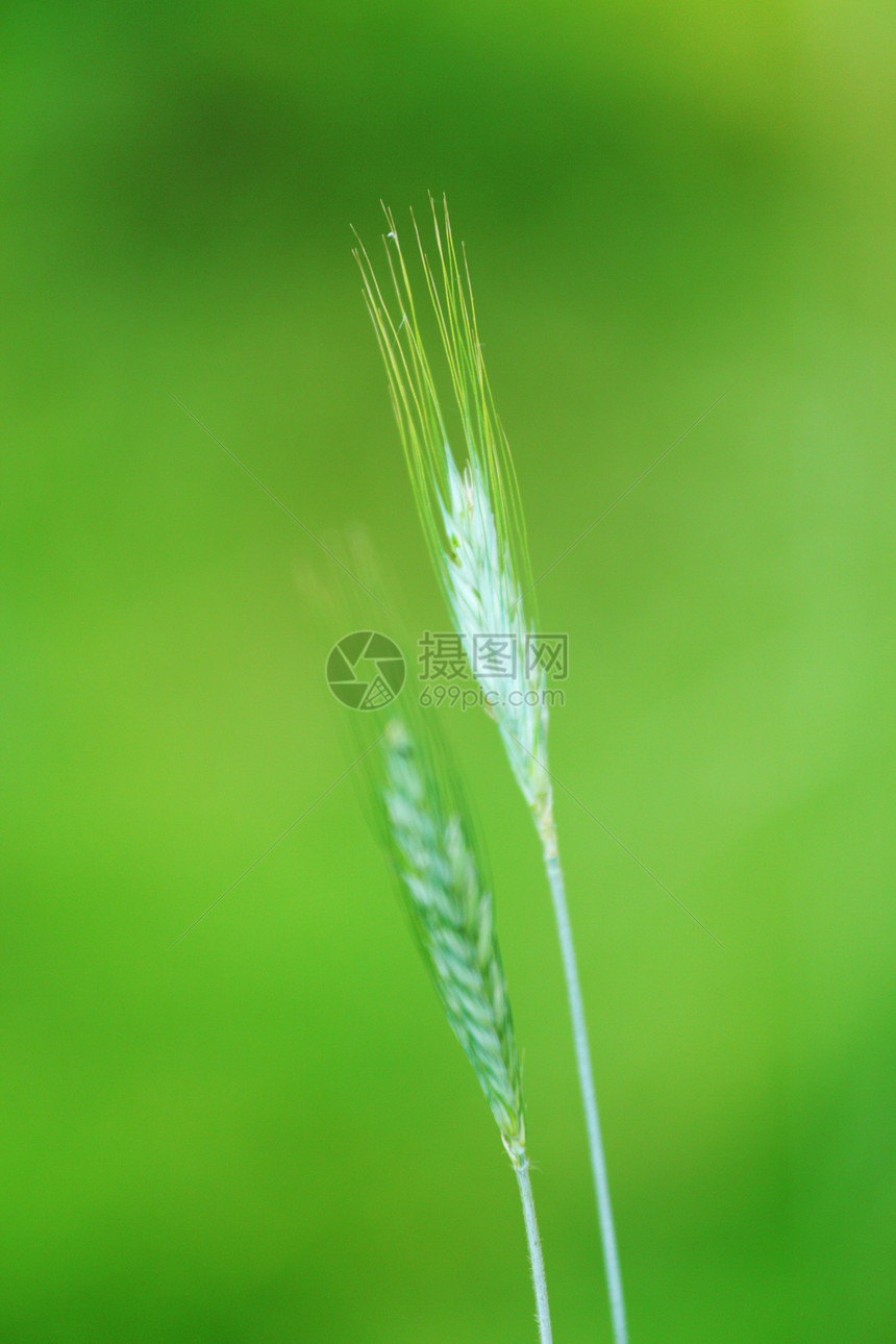 燕麦颗粒尖刺粮食季节金子小麦农场艺术蓝色收成天空图片