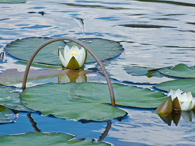 水百里花瓣叶子沼泽公园反射摄影池塘场景植物学水池背景图片