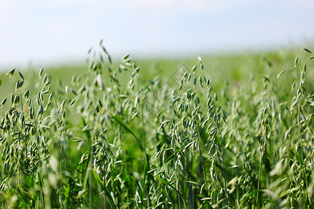 燕麦颗粒金子季节场地大麦收成尖刺种子食物蓝色艺术背景图片