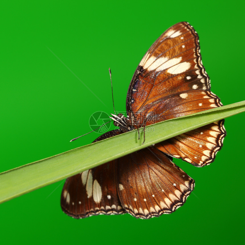 草地上的黄草蝴蝶地面生长生物绿色园艺白色野生动物昆虫植物图片