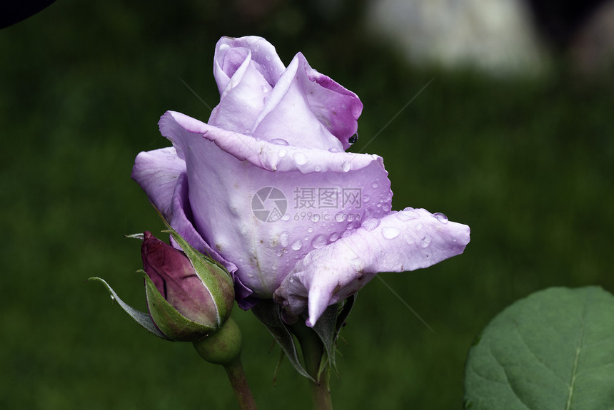 湿紫玫瑰花粉花园花瓣宏观玫瑰水分植物生活下雨水滴图片