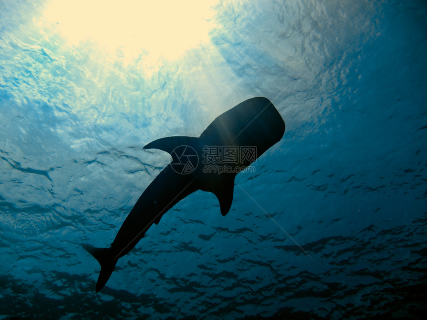 鲸鲸鲨鱼潜水海洋濒危鲸鲨旅行野生动物游泳运动潜水员热带图片
