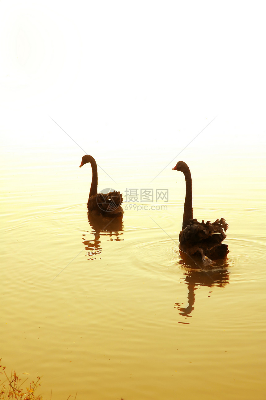 湖中天鹅太阳游泳薄雾池塘荒野场景季节团体自由天空图片