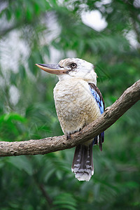 太平鸟蹬枝鸟在树上动物园动物森林枝条野生动物鼻子翠鸟背景