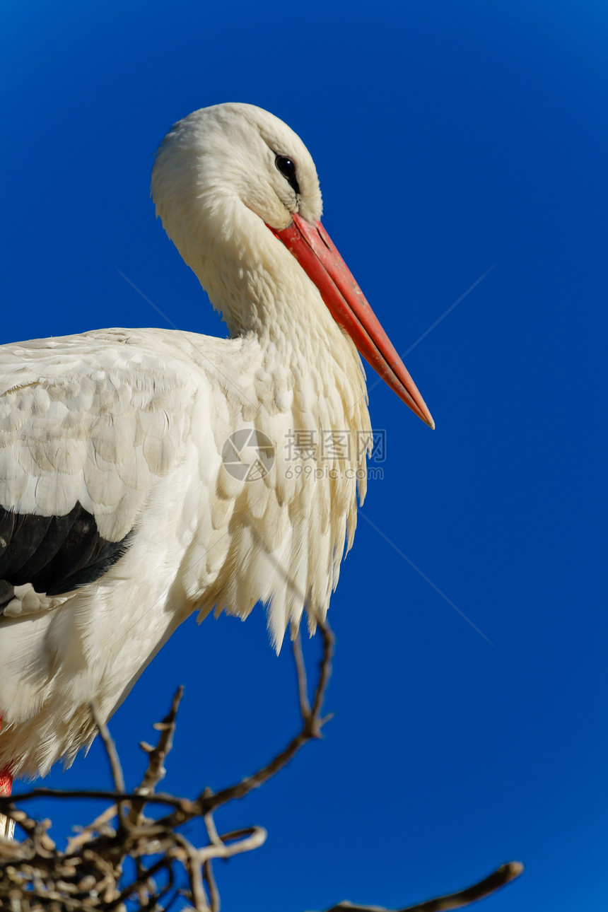 白蓝色野生动物迁移脖子羽毛动物群天空黑色翅膀白鹳图片
