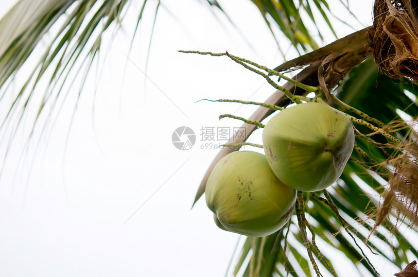 树上绿色椰子食物坚果美食水果植物热带营养棕榈花园叶子图片