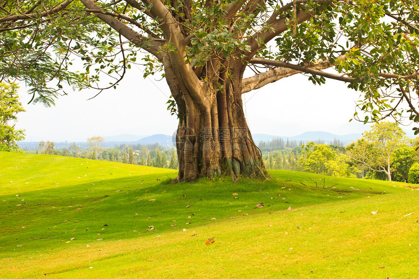 高尔夫球场上的树生长植物雨林地面叶子森林情绪环境树干风景图片
